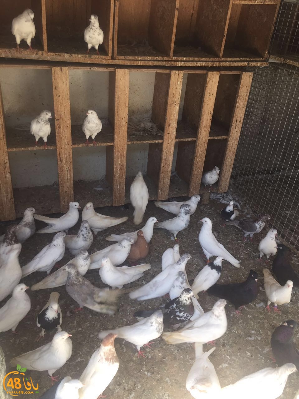 zohdy 3ashor (7).jpg